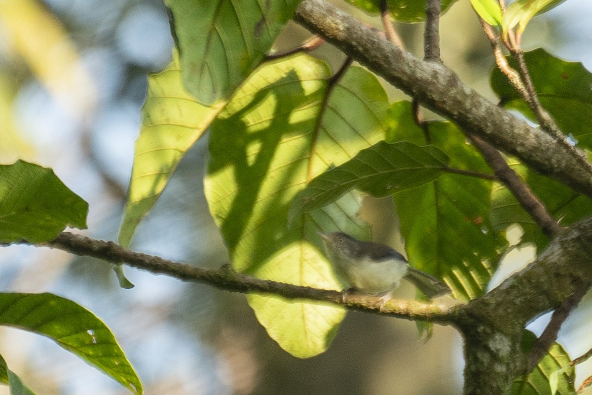 Blue-winged Minla - ML646537452