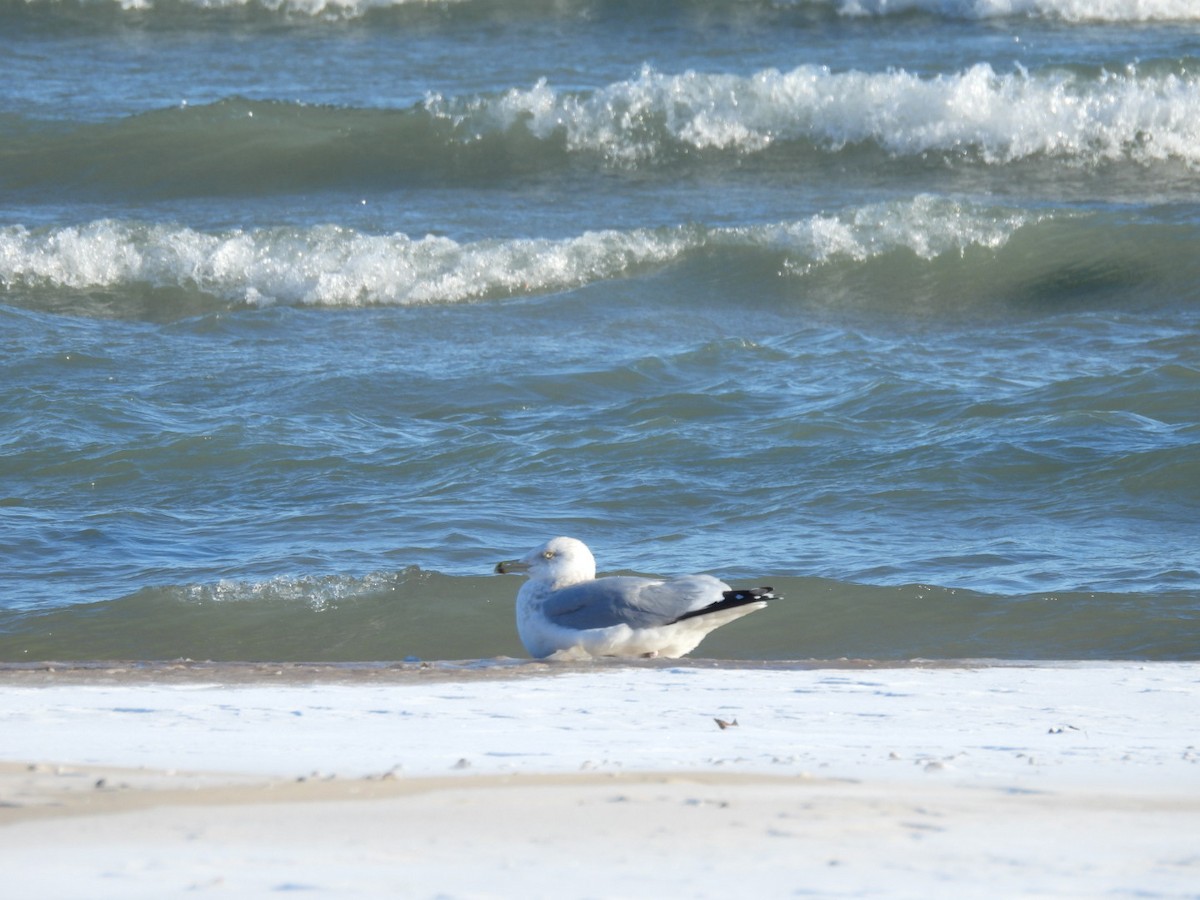 Amerika Gümüş Martısı - ML646537453