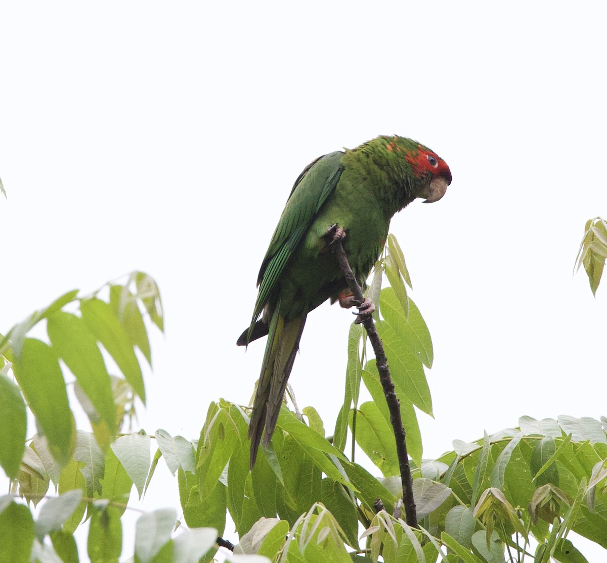 Aratinga kopetagorria - ML646537455