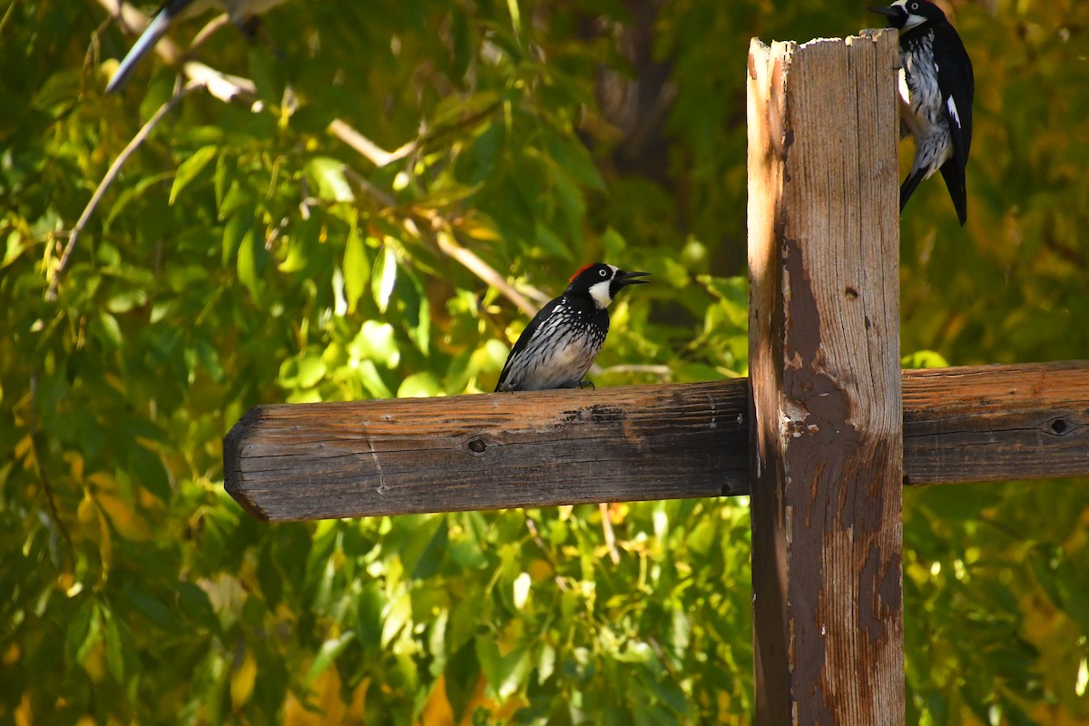 ドングリキツツキ - ML646537456