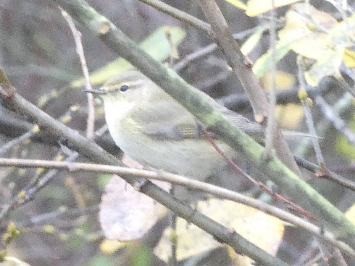 Mosquitero Común (Europeo) - ML646537457