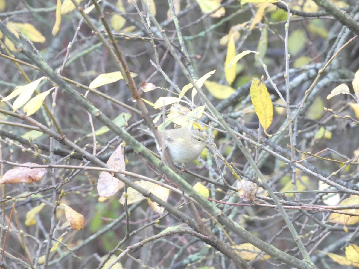 Mosquitero Común (Europeo) - ML646537458