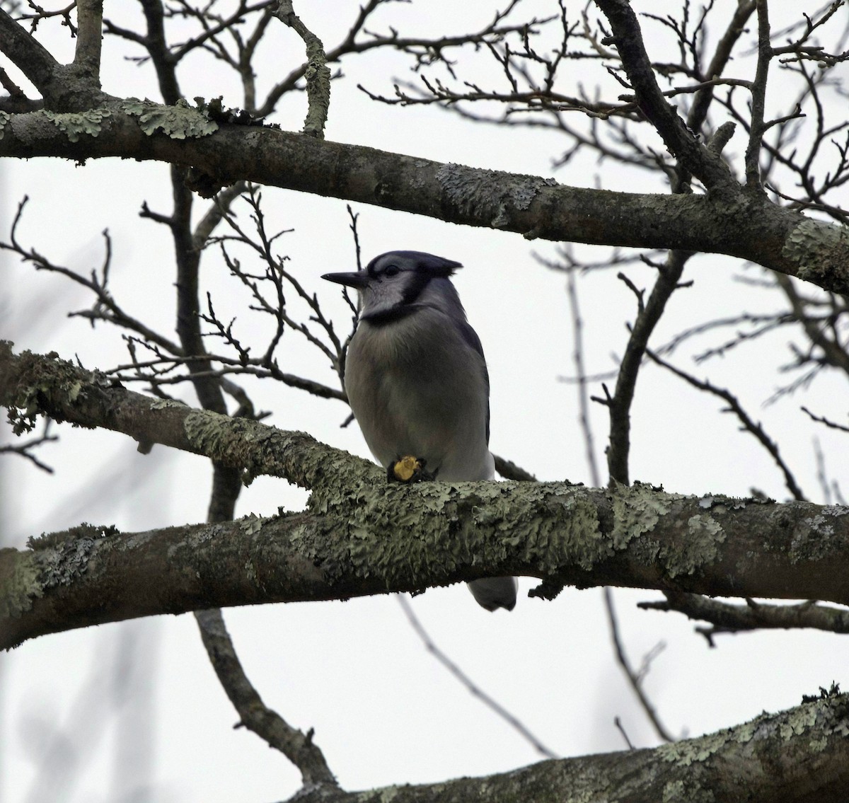 Blue Jay - ML646537459