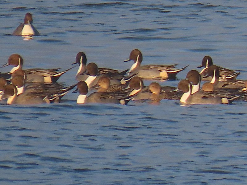 ברווז חד-זנב - ML646537460