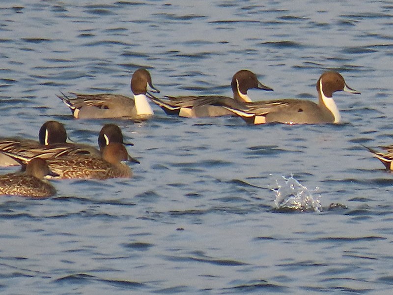 ברווז חד-זנב - ML646537461