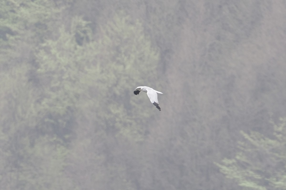 Саарал хулд - ML646537462