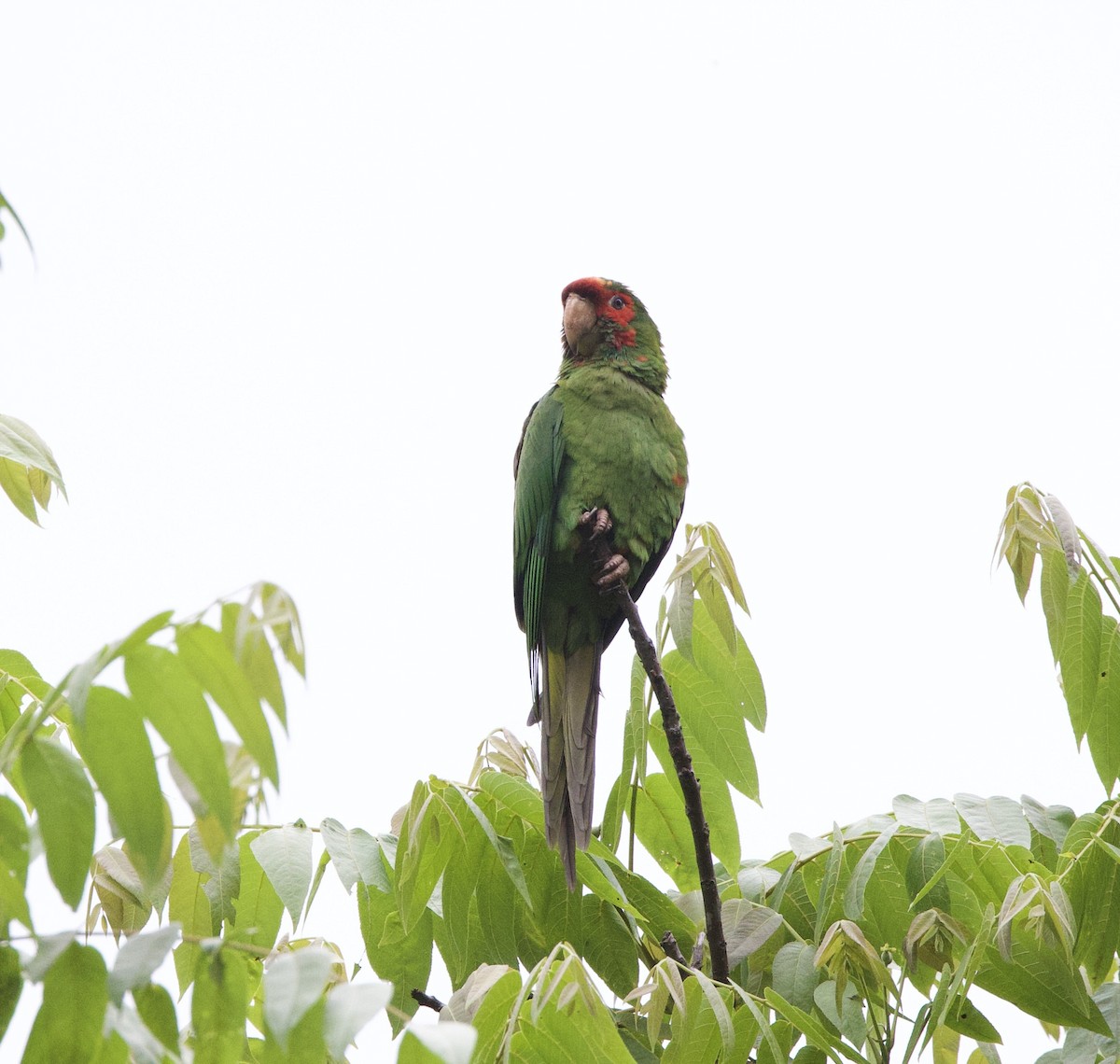 Aratinga kopetagorria - ML646537463