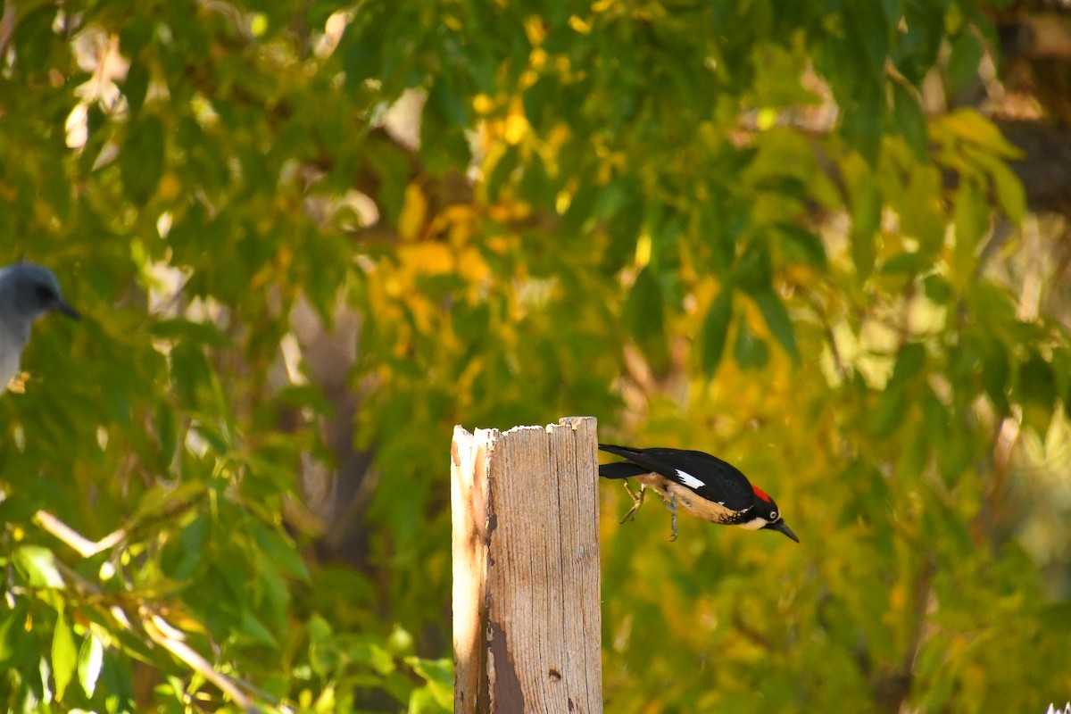 ドングリキツツキ - ML646537464