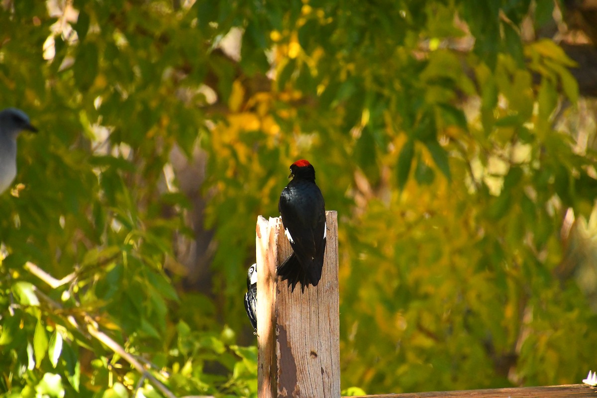 ドングリキツツキ - ML646537465