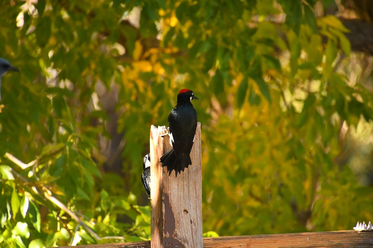 ドングリキツツキ - ML646537466