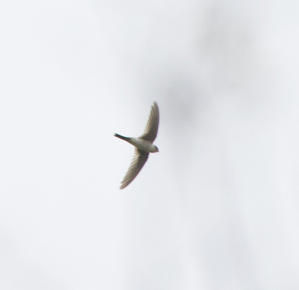 Andean Swift - ML646537469