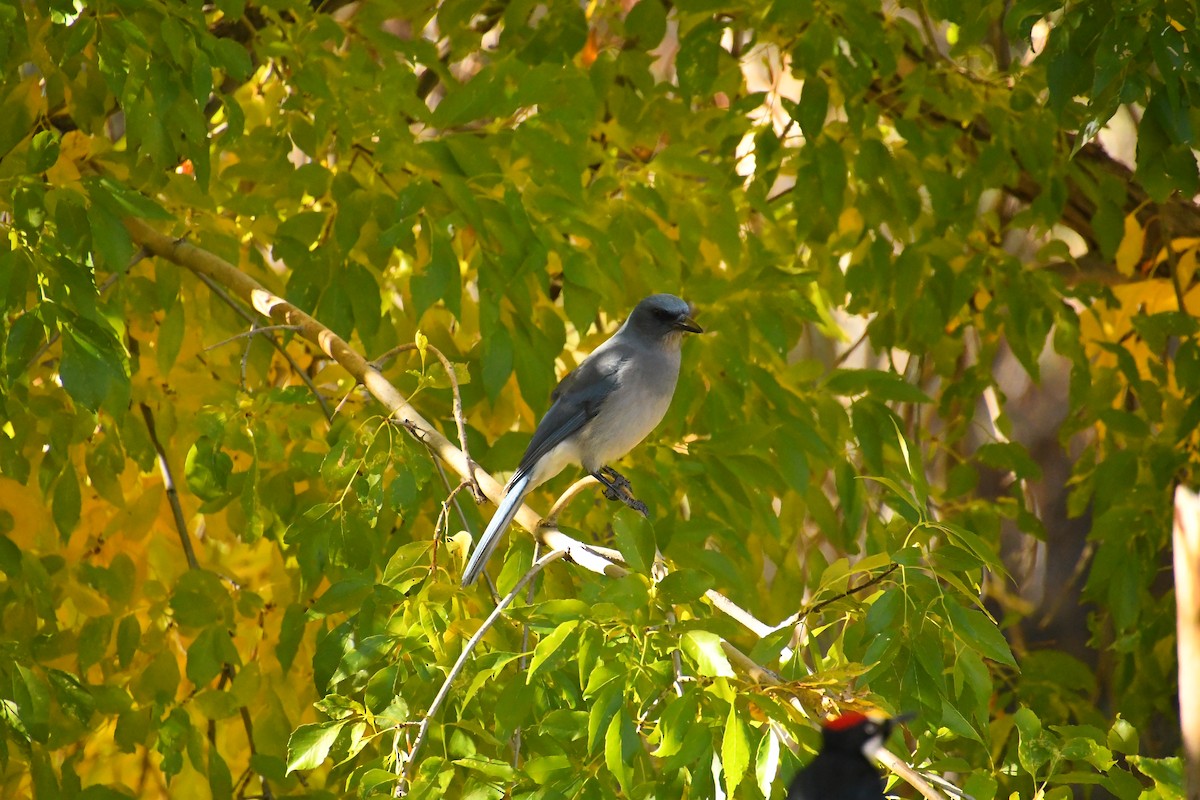 ドングリキツツキ - ML646537470