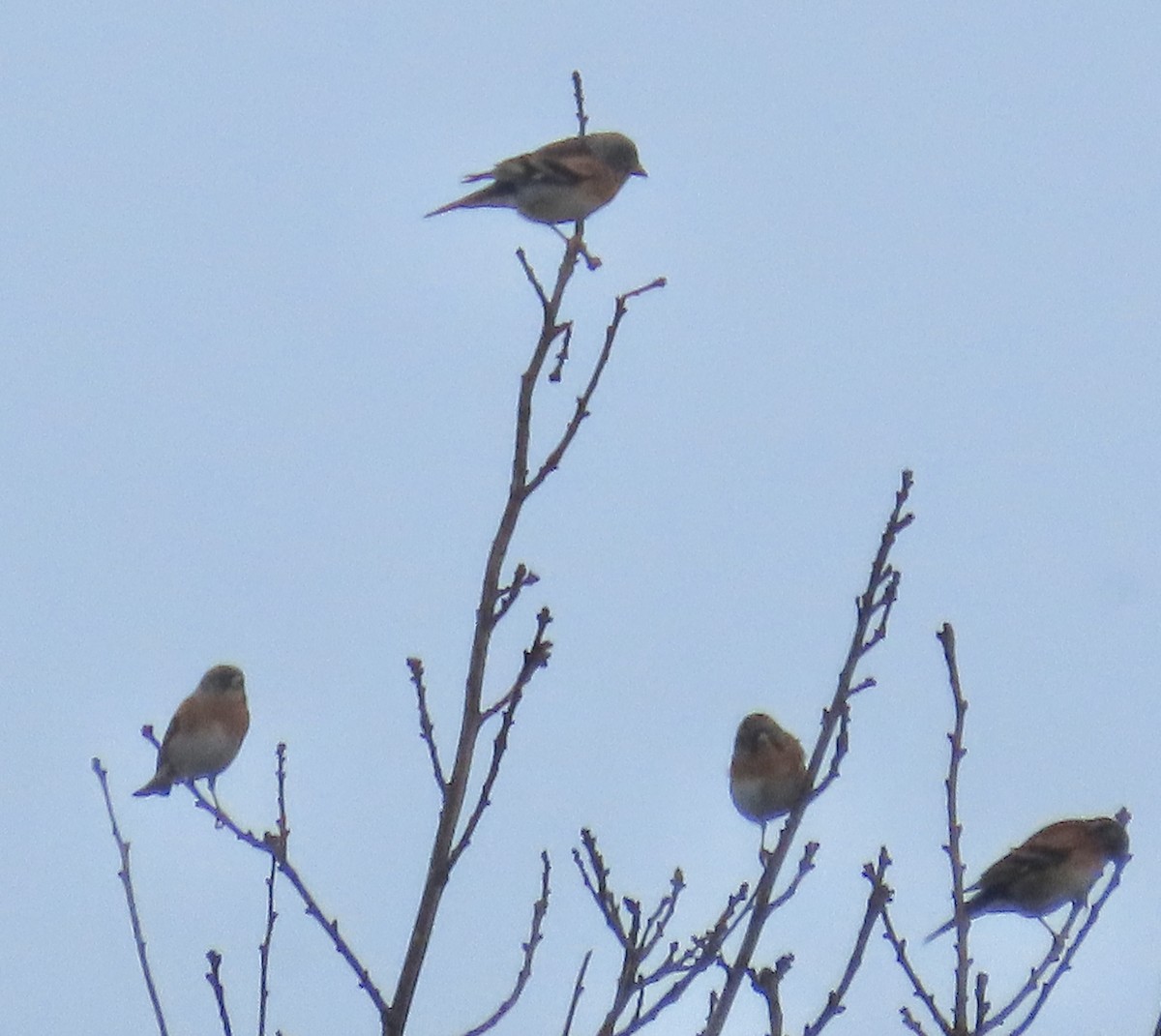 Алаг бужирга - ML646537471