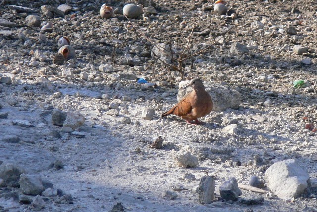 holoubek skořicový - ML646537472