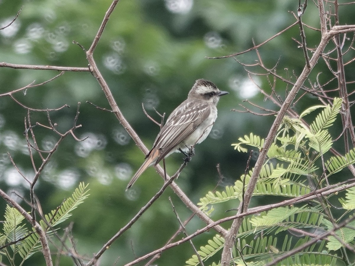 Variegated Flycatcher - ML646537473