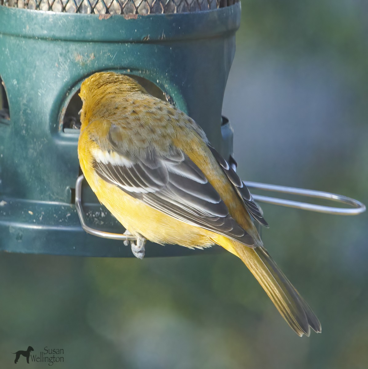 Baltimore Oriole - ML646537475