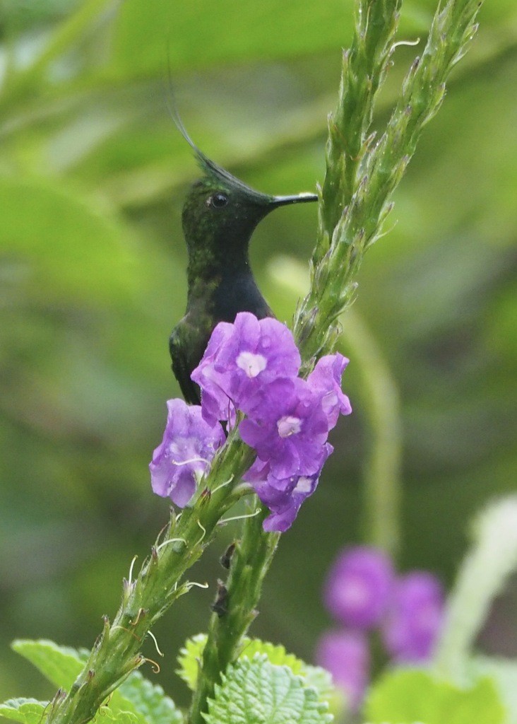 Wire-crested Thorntail - ML646537481