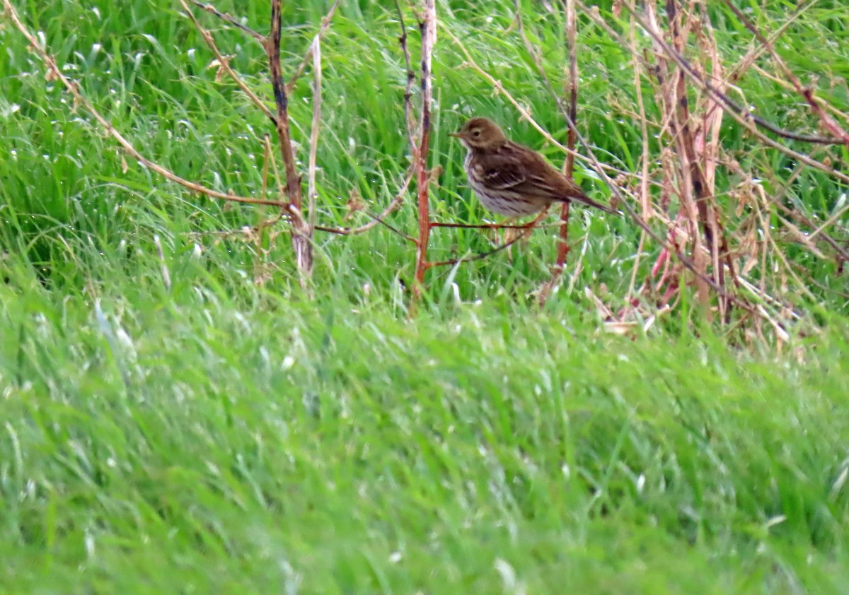 Pipit farlouse - ML646537482