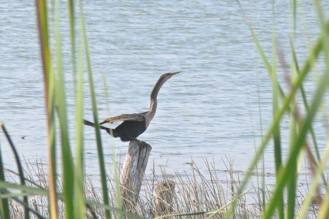 anhinga americká - ML646537483
