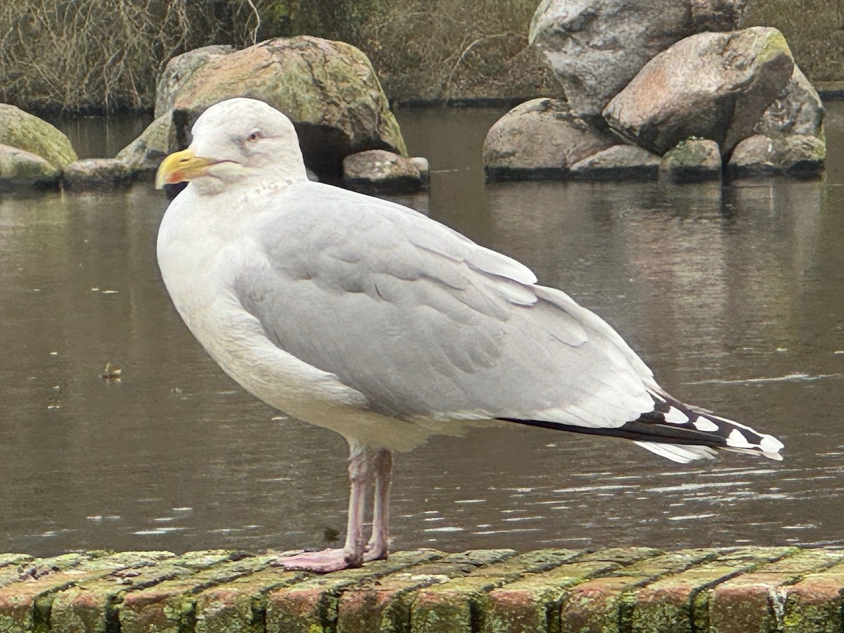 Gaviota Argéntea Europea - ML646537485