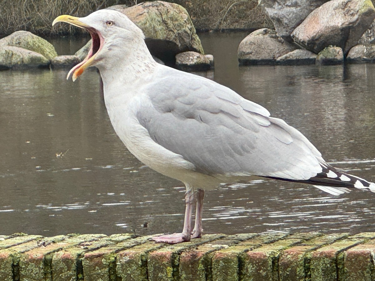 Gaviota Argéntea Europea - ML646537486