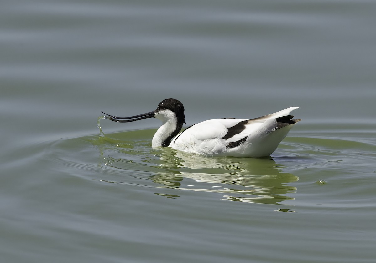 Шилоклювка - ML646537488