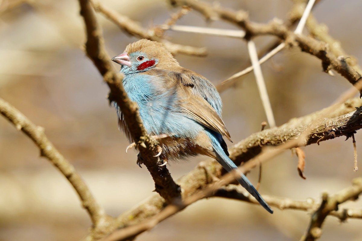 Red-cheeked Cordonbleu - ML646537489