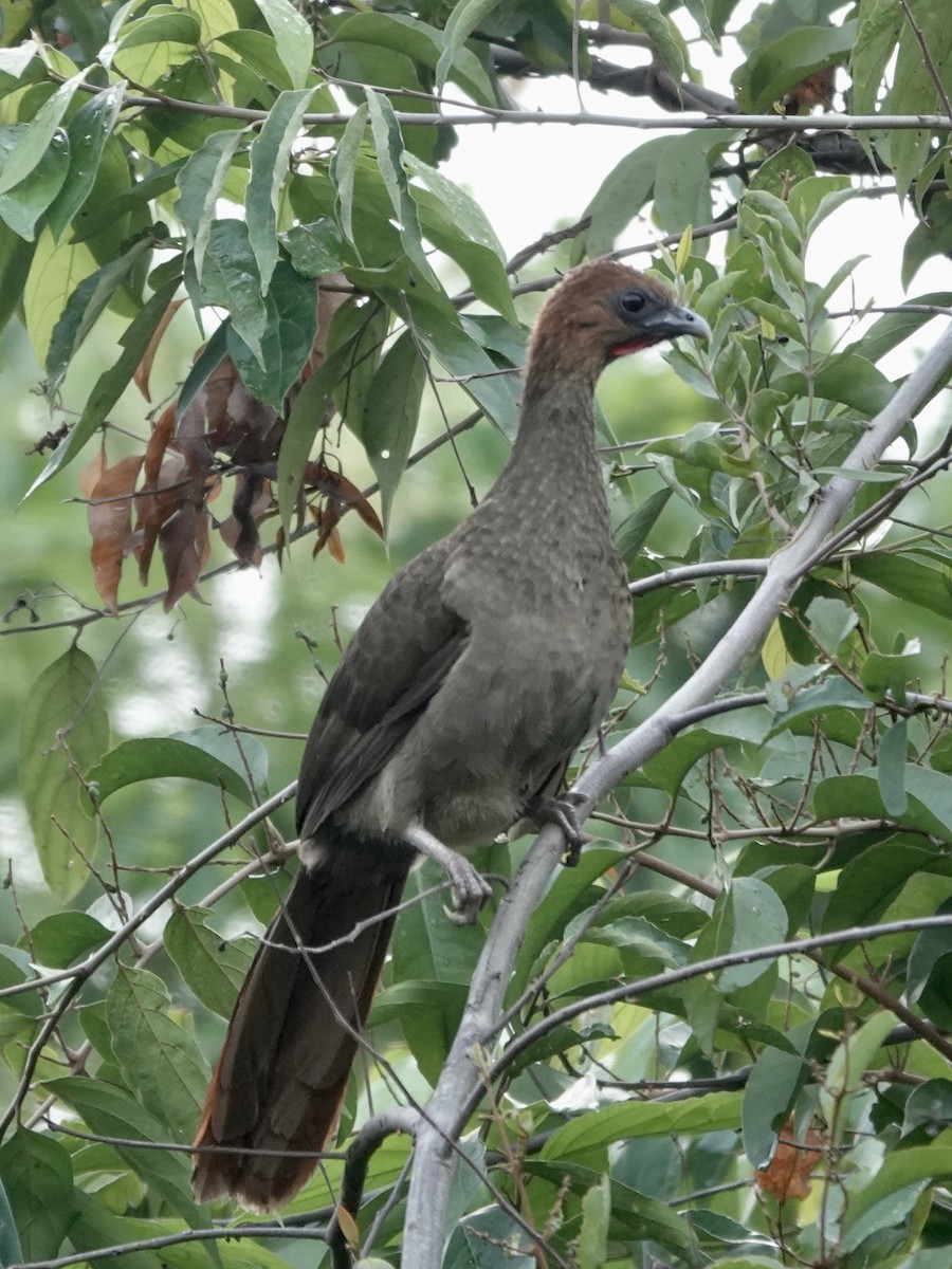 Chestnut-headed Chachalaca - ML646537490