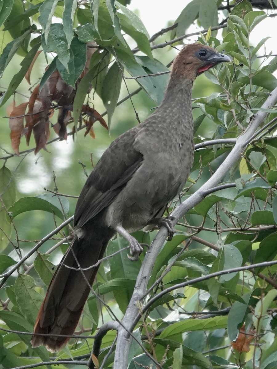 Chestnut-headed Chachalaca - ML646537491