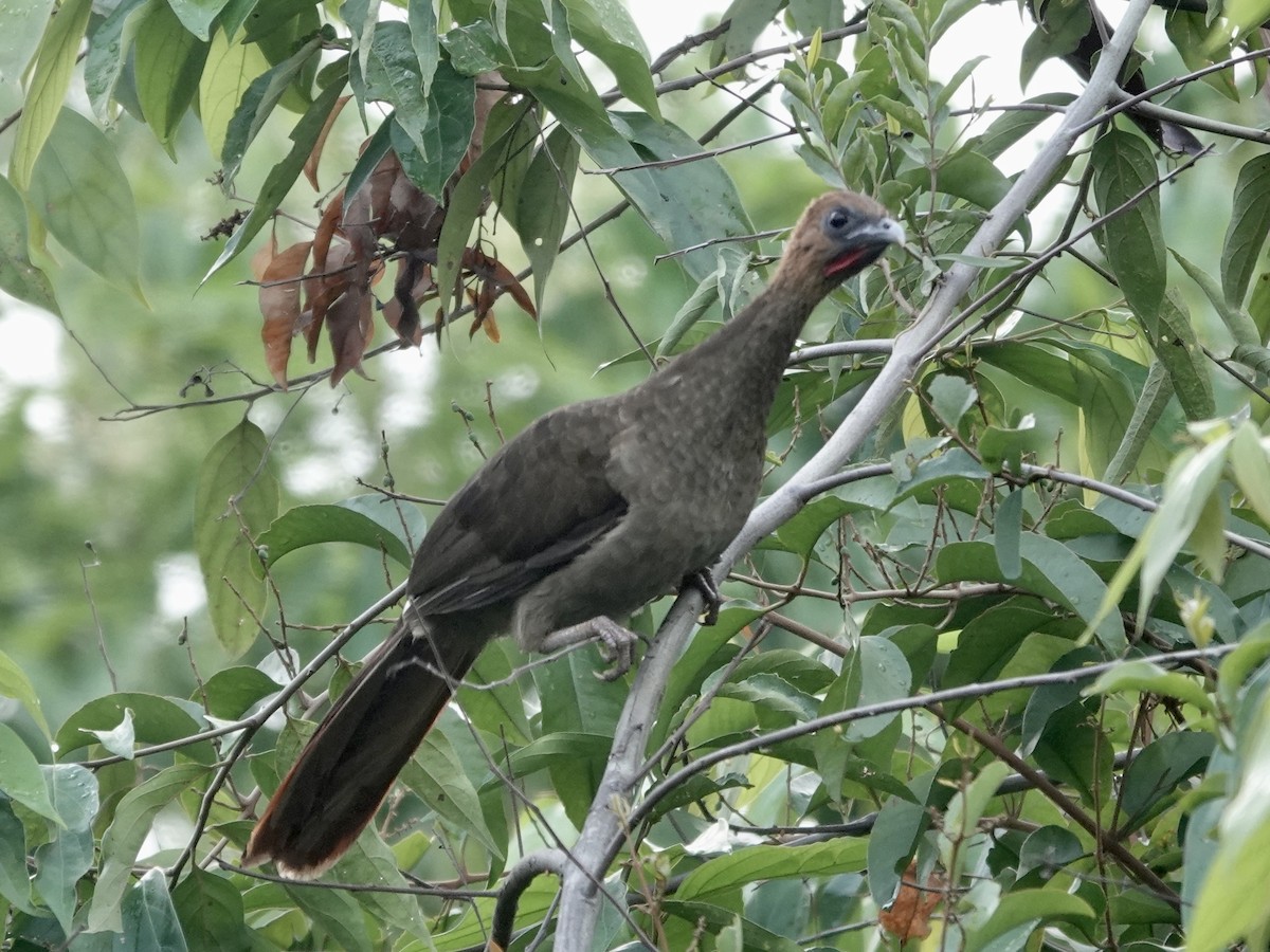 Chestnut-headed Chachalaca - ML646537492