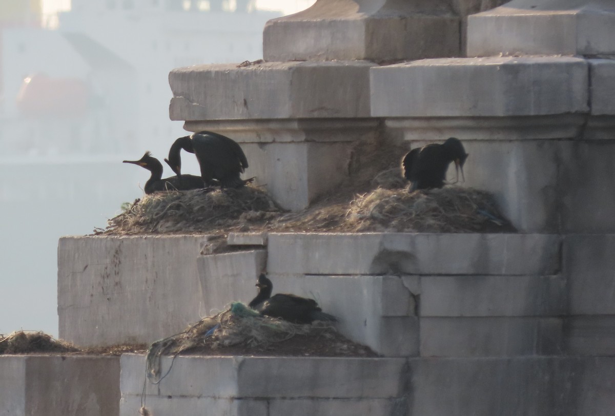 European Shag - ML646537493