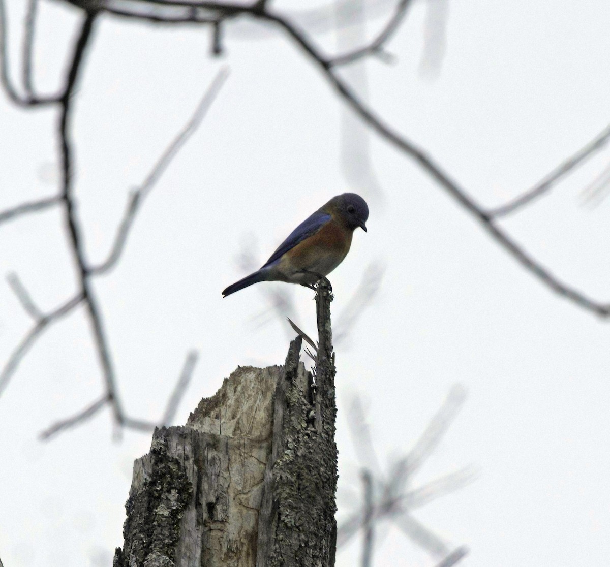 Doğulu Mavi Ardıç - ML646537499