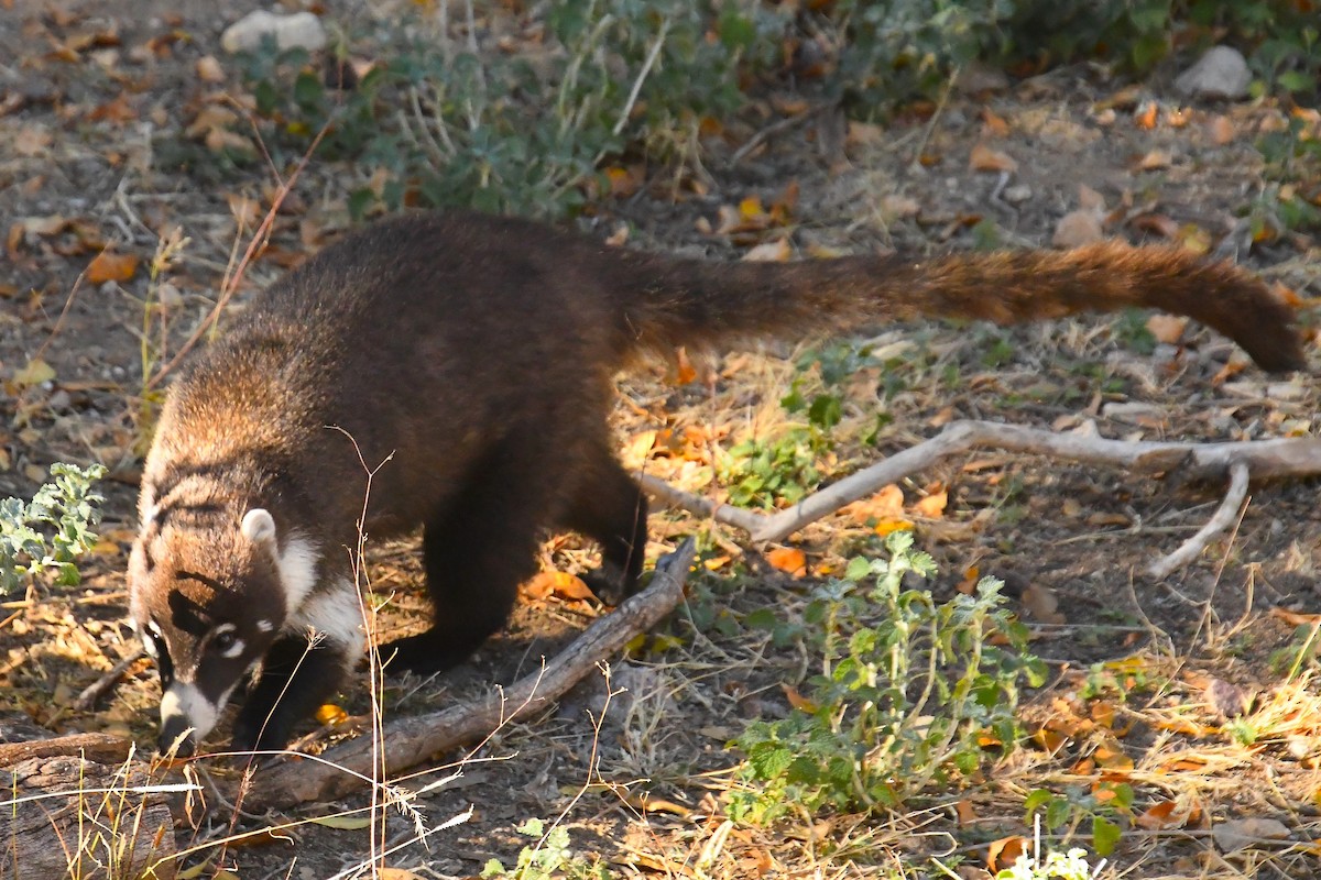 シロバナハナグマ - ML646537505