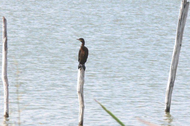 kormorán neotropický - ML646537512