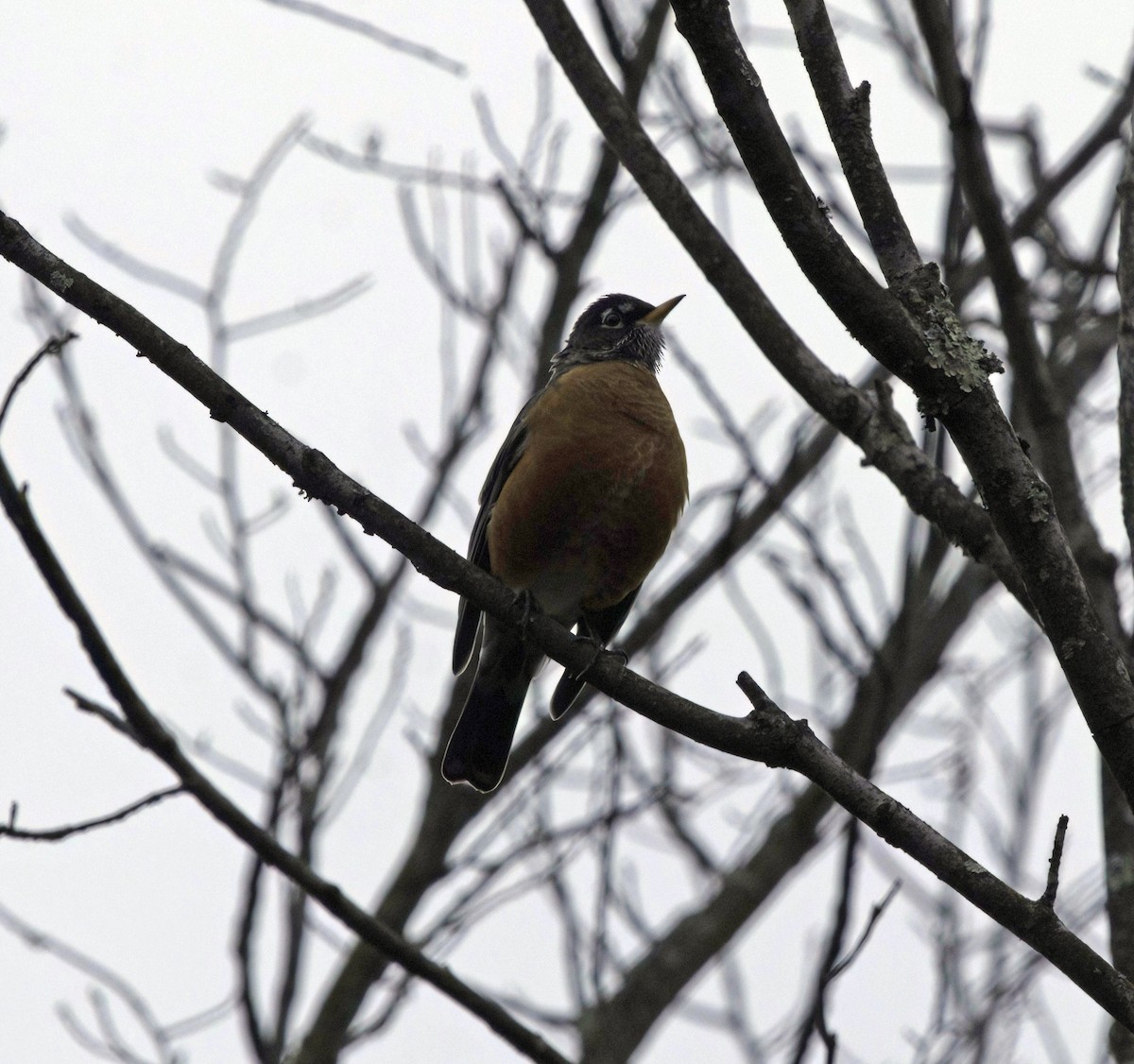American Robin - ML646537513