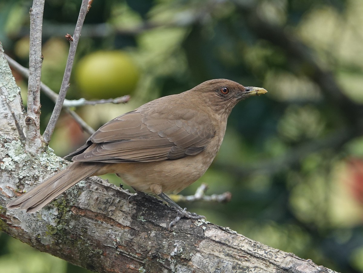 drozd hnědý - ML646537515