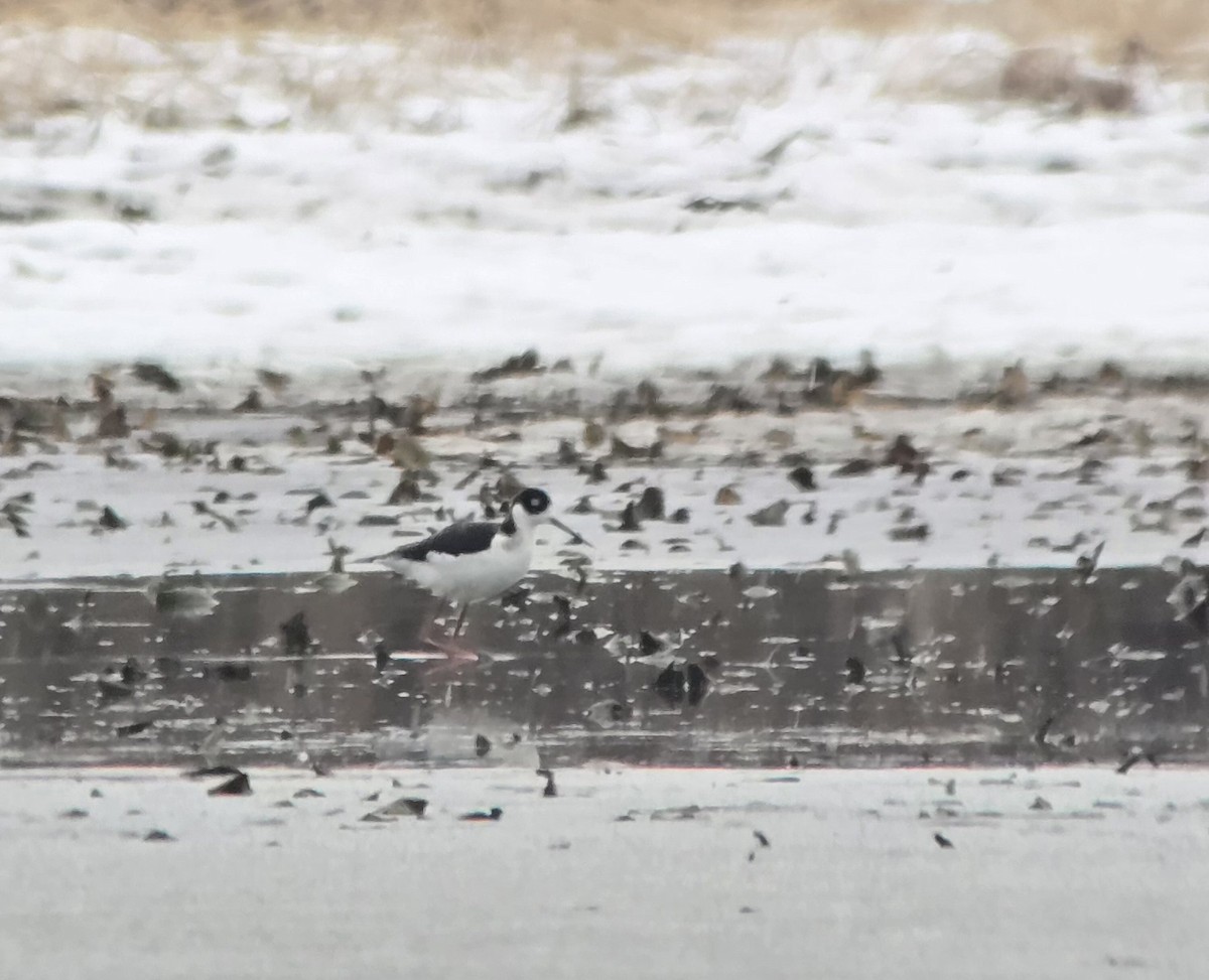 svartkronestylteløper - ML646537516