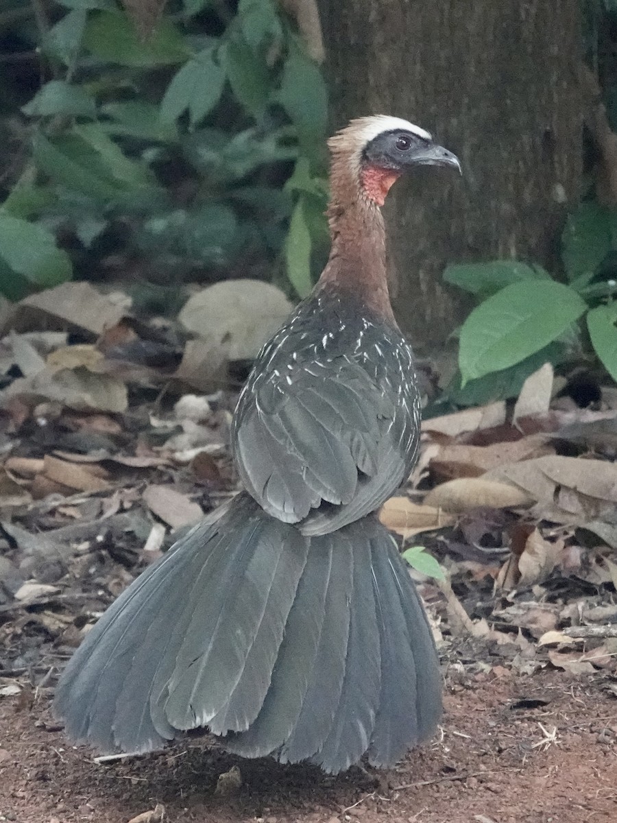 White-crested Guan - ML646537517