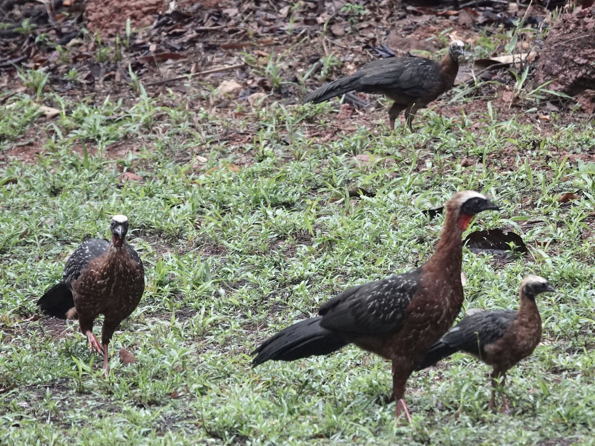 White-crested Guan - ML646537518