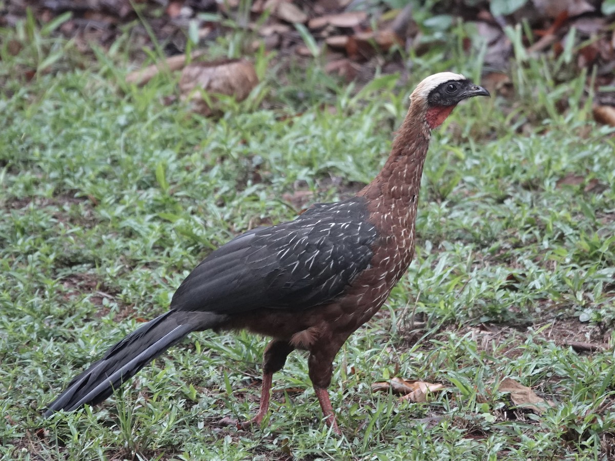 White-crested Guan - ML646537519