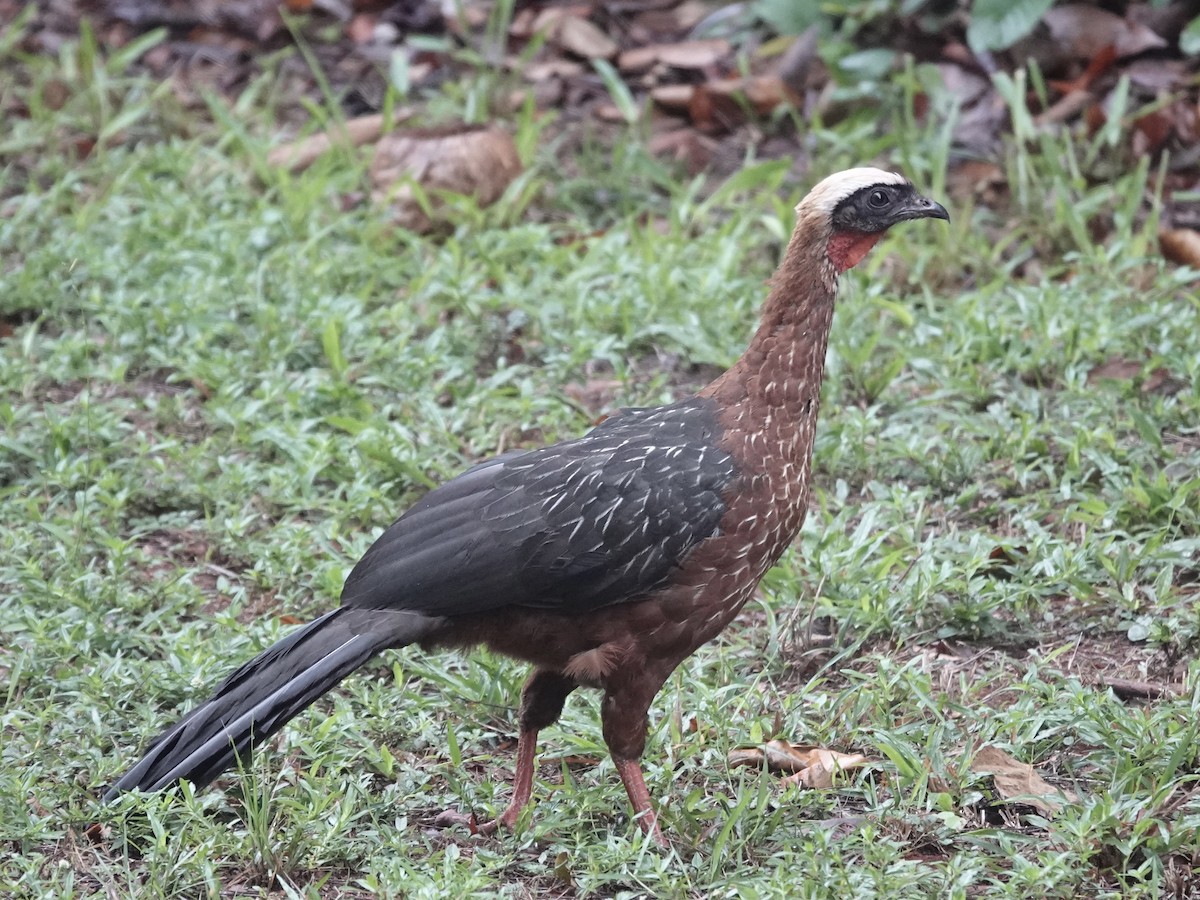White-crested Guan - ML646537520