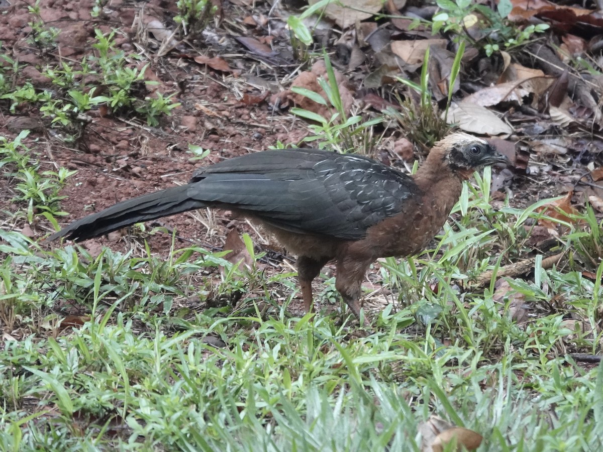 White-crested Guan - ML646537521