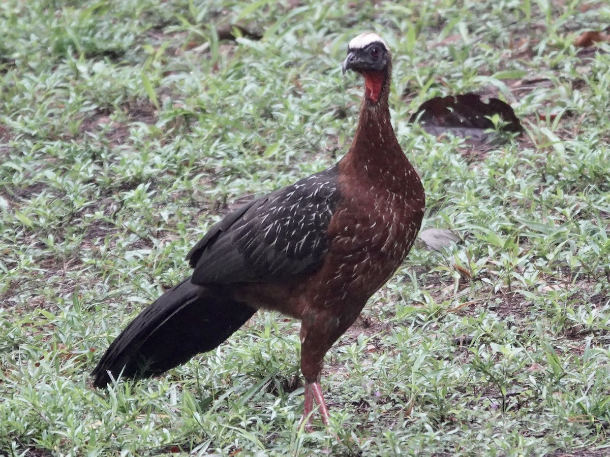 White-crested Guan - ML646537522