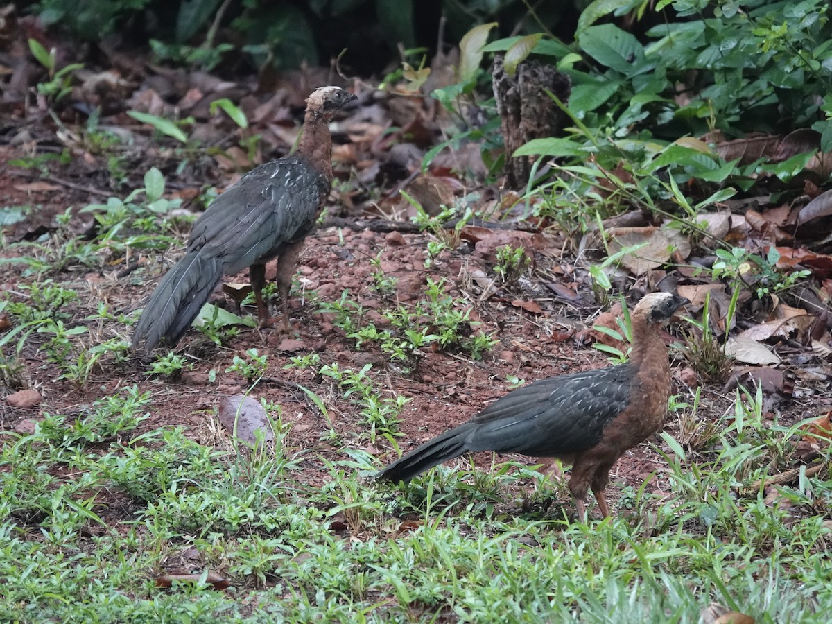 White-crested Guan - ML646537523