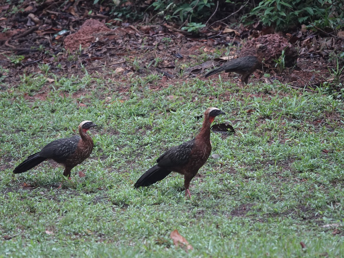White-crested Guan - ML646537524
