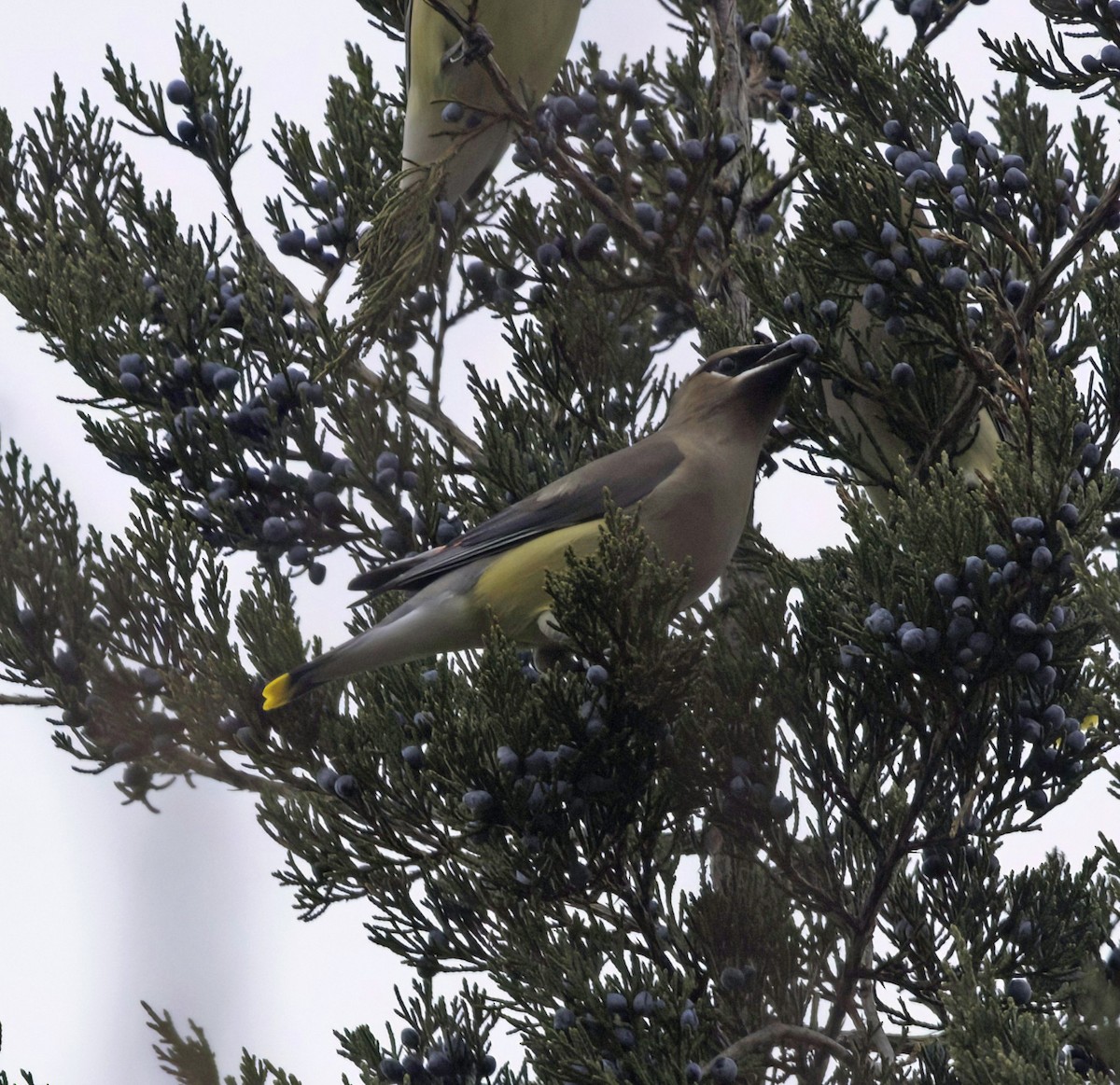 Cedar Waxwing - ML646537525