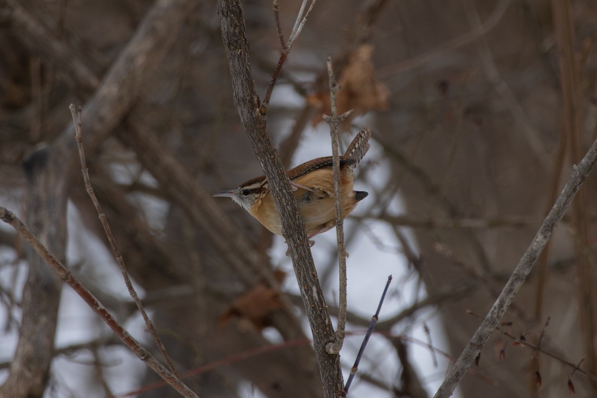 Carolina Wren - ML646537526
