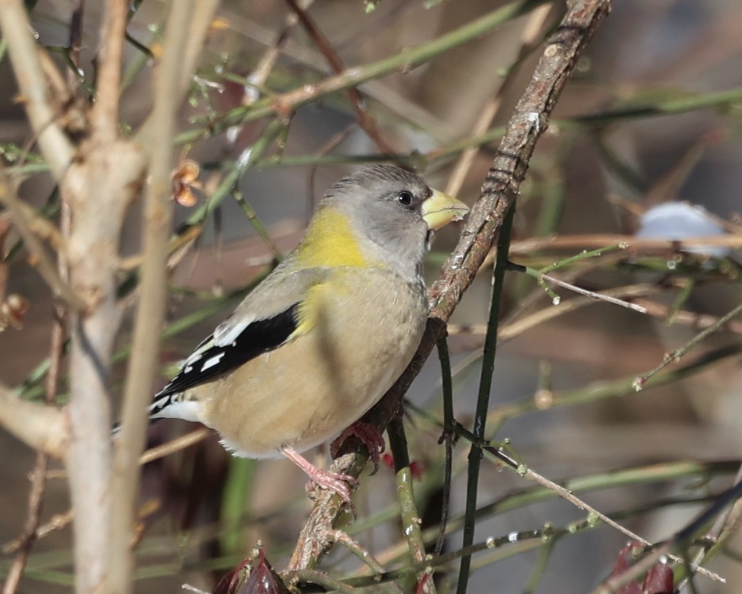 Evening Grosbeak - ML646537527
