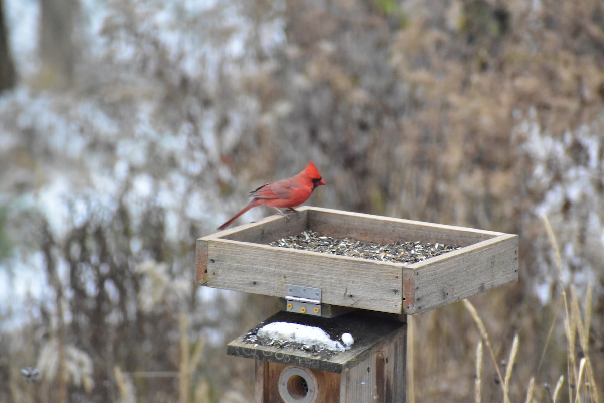 Northern Cardinal - ML646537530