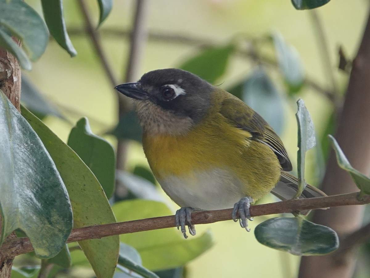 Common Chlorospingus (Middle American) - ML646537531